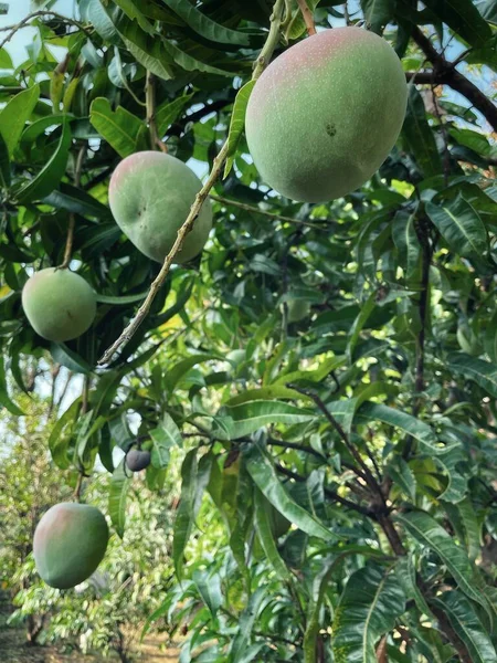 Mango Frukt Och Gröna Blad Träd Trädgården — Stockfoto