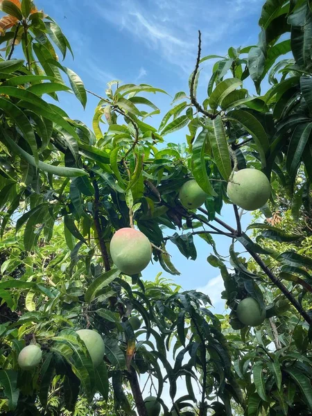 Owoce Mango Zielone Liście Drzewie Ogrodzie — Zdjęcie stockowe