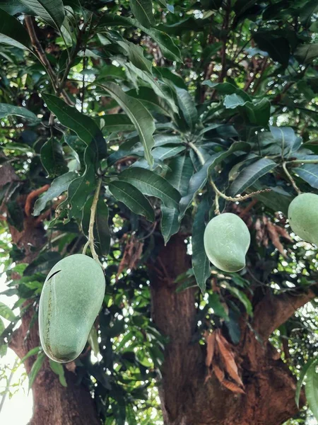 Mango Frukt Och Gröna Blad Träd Trädgården — Stockfoto