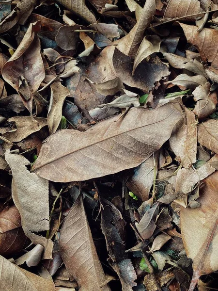 美丽的褐色干树叶 自然背景或质感 — 图库照片