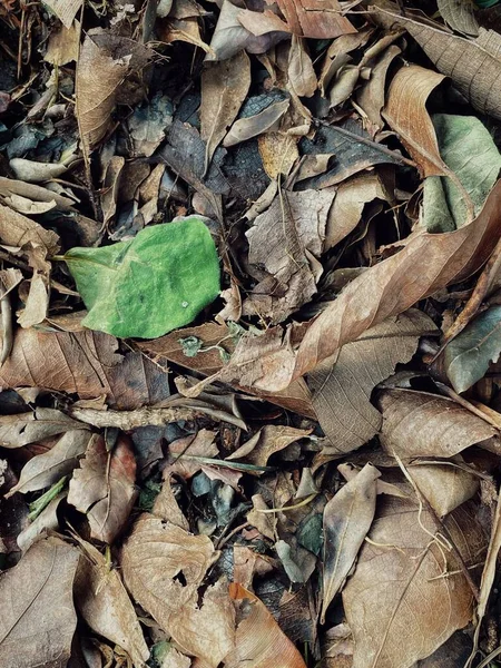 Όμορφη Του Καφέ Αποξηραμένα Φύλλα Φύση Φόντο Υφή — Φωτογραφία Αρχείου