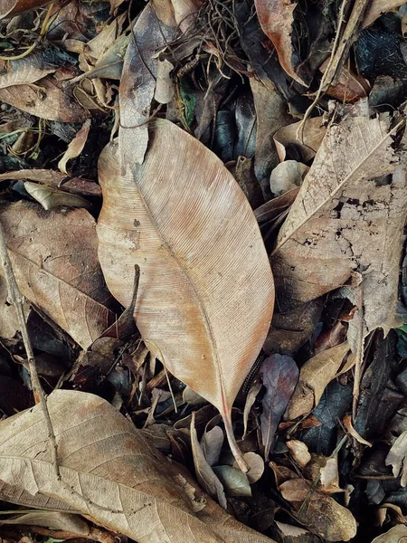 Beautiful Brown Dried Leaves Nature Background Texture — Stock Photo, Image