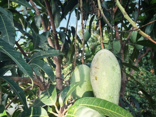 Mangofrüchte Und Grüne Blätter Baum Garten — Stockfoto