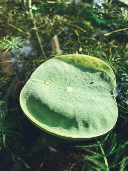 Bella Loto Verde Foglie Tropicali Pianta Sfondo Consistenza — Foto Stock