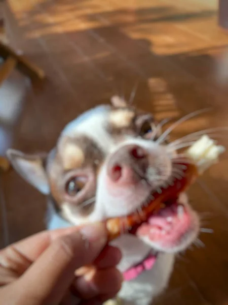 Suddig Vit Chihuahua Hund Sällskapsdjur Äter Torkad Mat — Stockfoto