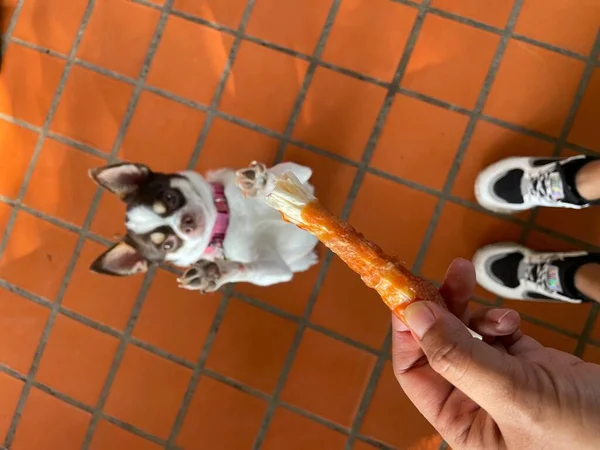 Söt Vit Chihuahua Hund Sällskapsdjur Äter Torkad Mat — Stockfoto