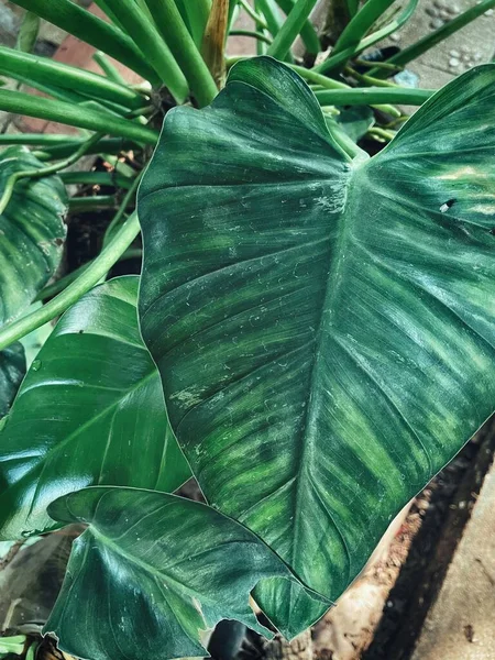 Beautiful Green Tropical Leaves Plant Background Texture — Stock Photo, Image