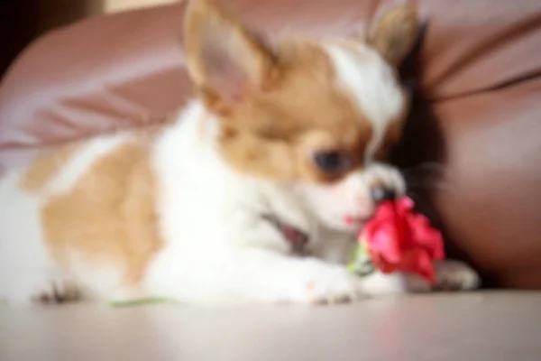 Blurred White Chihuahua Puppy Dog Pet Animal Red Rose — Stock Photo, Image