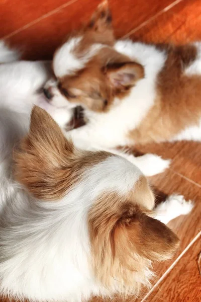 Söt Mamma Och Valp Vit Chihuahua Hund Husdjur — Stockfoto