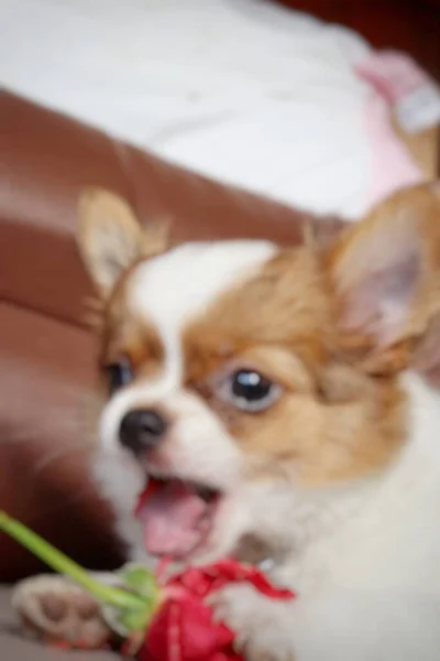 Wazig Van Witte Chihuahua Puppy Hond Huisdier Rode Roos — Stockfoto