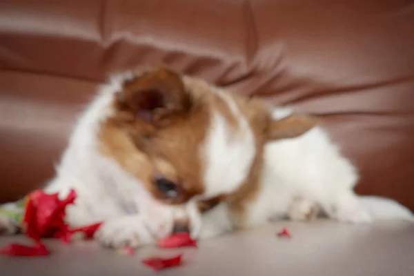 Rozmazané Bílé Chihuahua Štěně Pes Domácí Zvíře Červená Růže — Stock fotografie