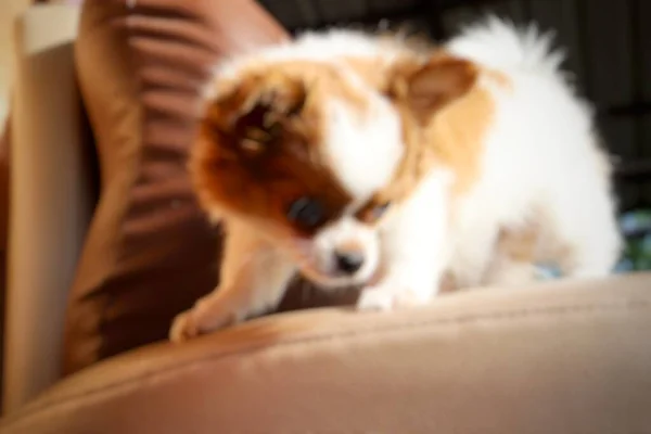 Schattig Van Witte Chihuahua Puppy Hond Huisdier Zoek — Stockfoto