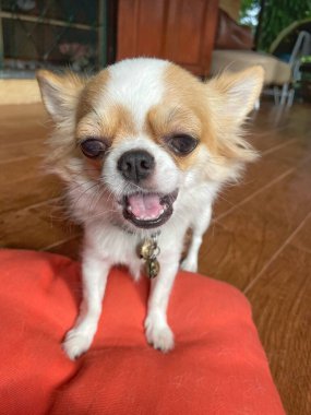 Beyaz chihuahua köpeğinin sevimli evcil hayvanı.
