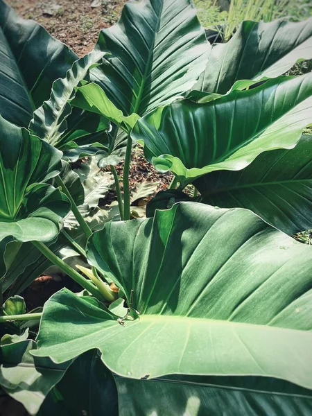 Beautiful Green Tropical Leaves Plant Background Texture — Stock Photo, Image