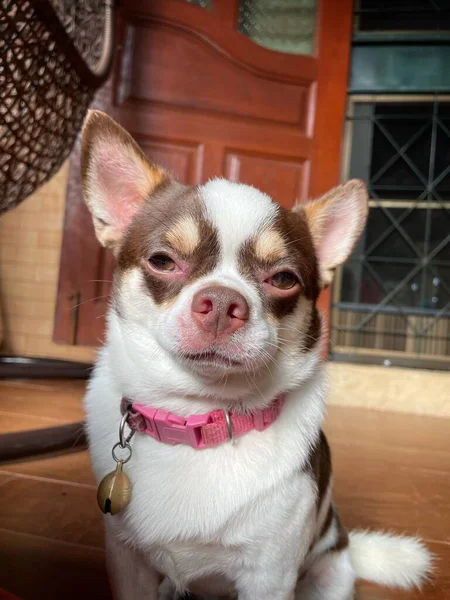 自宅で白いChihuahua犬ペット動物のかわいい — ストック写真