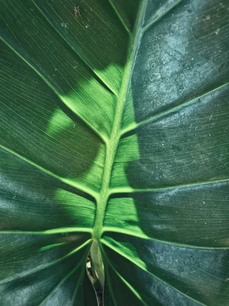 Hermosa Hojas Tropicales Verdes Fondo Planta Textura — Foto de Stock