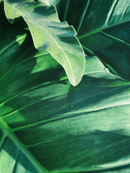 Bello Verde Tropicale Foglie Pianta Sfondo Consistenza — Foto Stock
