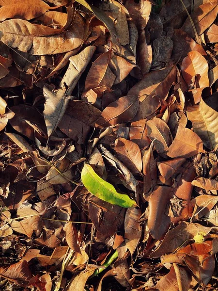 Vacker Bruna Torkade Blad Natur Bakgrund Eller Konsistens — Stockfoto