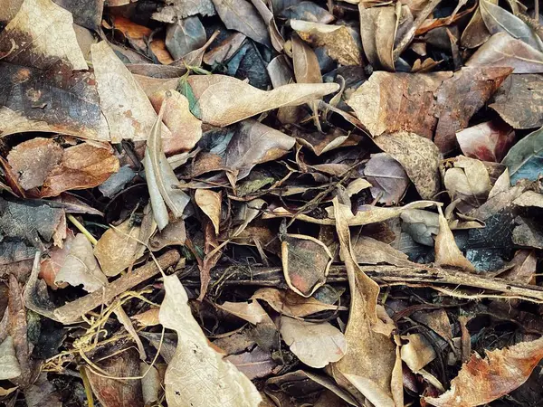 Belle Feuilles Séchées Brunes Fond Texture Nature — Photo