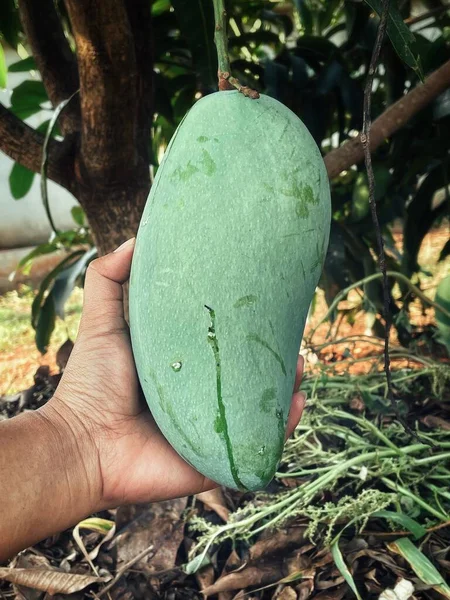 Manga Folhas Verdes Mão Sobre Árvore Jardim — Fotografia de Stock