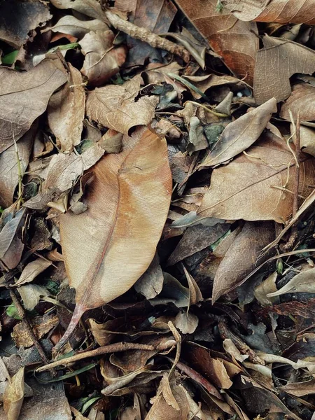 Belle Feuilles Séchées Brunes Fond Texture Nature — Photo