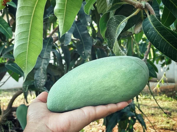 Mango Frukt Och Gröna Blad Och Hand Träd Trädgården — Stockfoto