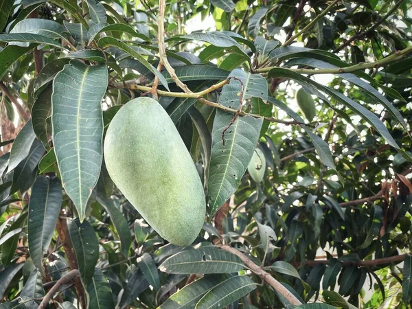 庭の木にマンゴーの実と緑の葉 — ストック写真