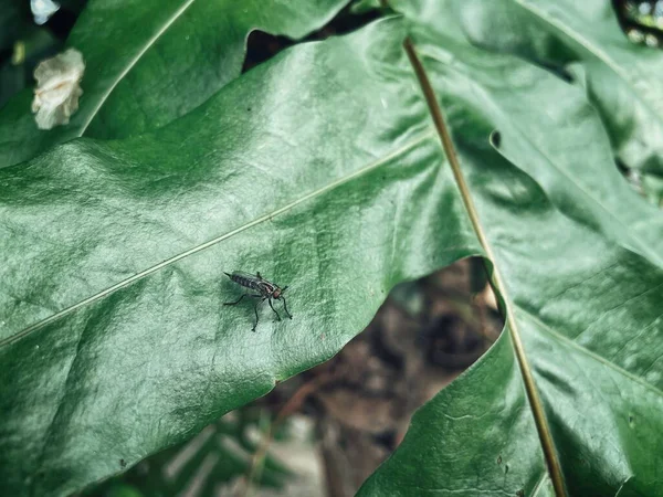 Hermoso Helecho Verde Hojas Tropicales Fondo Planta Textura —  Fotos de Stock