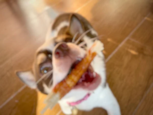 Borroso Chihuahua Blanco Perro Animal Compañía Comiendo Alimentos Secos — Foto de Stock