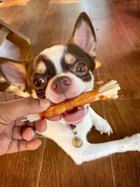 Bonito Cão Chihuahua Branco Animal Estimação Comer Alimentos Secos — Fotografia de Stock