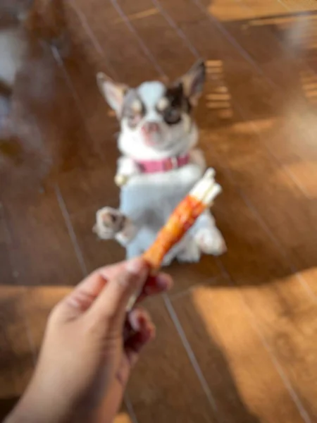 Blurred White Chihuahua Dog Pet Animal Eating Dried Food — Stock Photo, Image