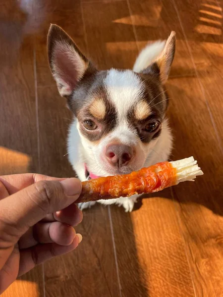 Bonito Cão Chihuahua Branco Animal Estimação Comer Alimentos Secos — Fotografia de Stock