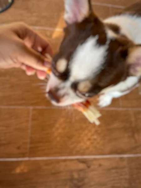 Borroso Chihuahua Blanco Perro Animal Compañía Comiendo Alimentos Secos —  Fotos de Stock