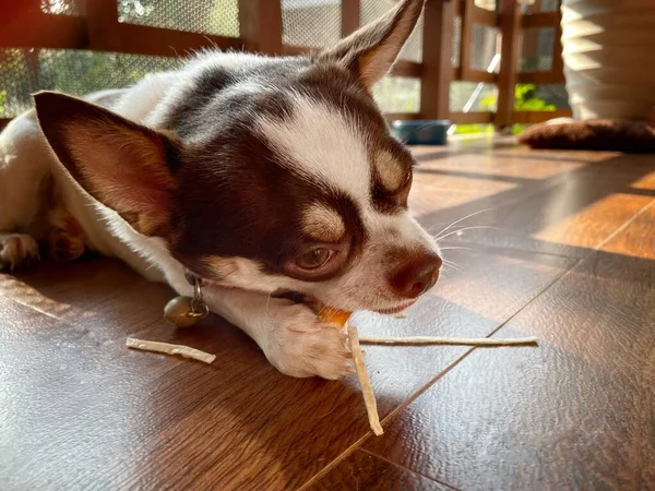 Bonito Cão Chihuahua Branco Animal Estimação Comer Alimentos Secos — Fotografia de Stock