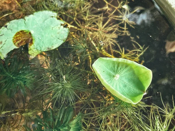 Belle Feuilles Tropicales Vert Lotus Fond Plante Texture — Photo