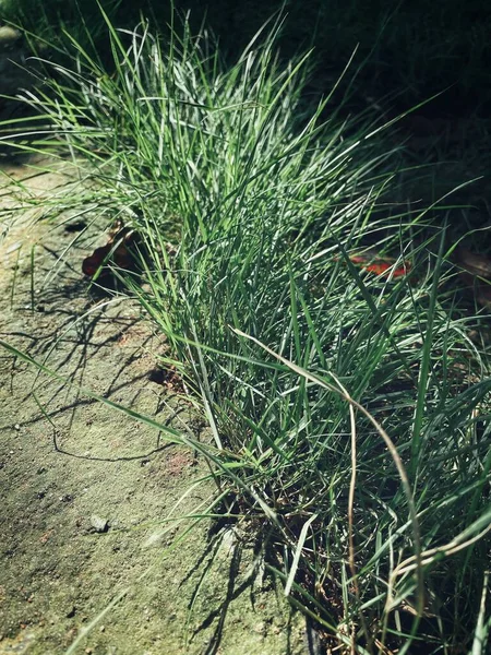 Frisches Grünes Gras Pflanzen Natur Hintergrund Oder Textur — Stockfoto