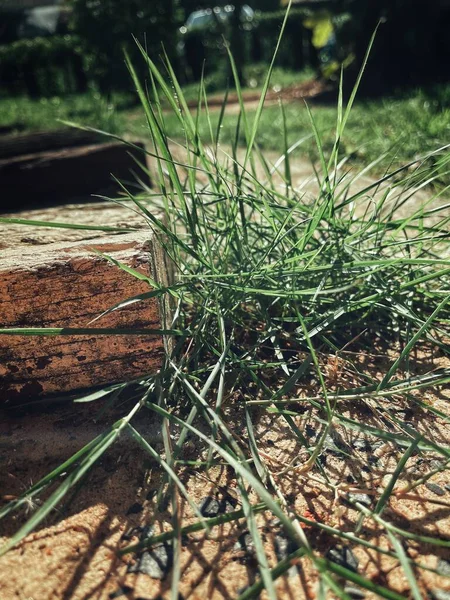 Fresh Green Grass Plant Nature Background Texture — Stock Photo, Image