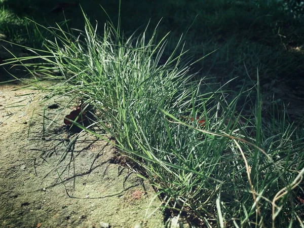 Fresh Green Grass Plant Nature Background Texture — Stock Photo, Image