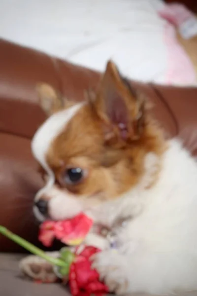 Desfocado Cachorro Chihuahua Branco Animal Estimação Rosa Vermelha — Fotografia de Stock