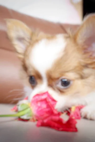 Blurred White Chihuahua Puppy Dog Pet Animal Red Rose — Stok Foto