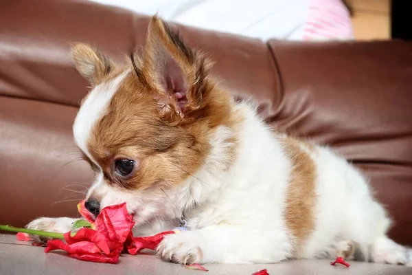 Bonito Cachorro Chihuahua Branco Animal Estimação Rosa Vermelha — Fotografia de Stock