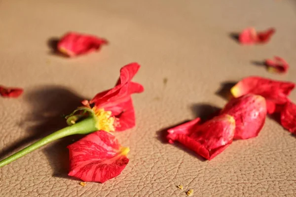 Hermosa Pétalos Rojos Pétalos Flor Rosa Sobre Fondo Marrón — Foto de Stock