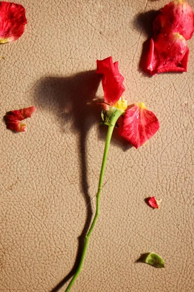 Красивая Красных Лепестков Розовый Цветок Лепестки Коричневом Фоне — стоковое фото
