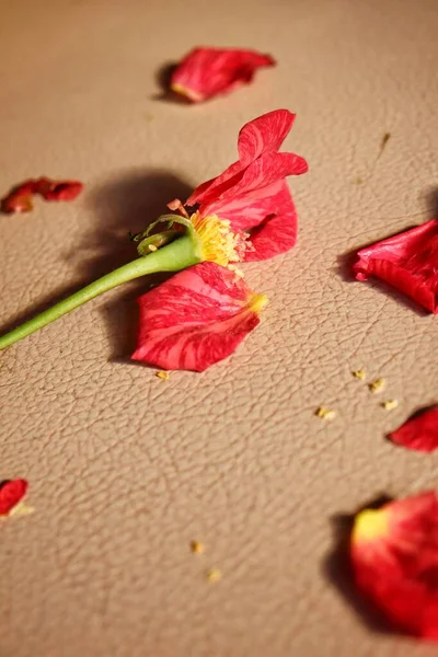 Hermosa Pétalos Rojos Pétalos Flor Rosa Sobre Fondo Marrón —  Fotos de Stock