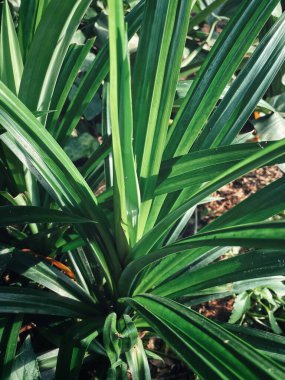 Taze yeşil pandan yaprakları tropikal palmiye yaprakları