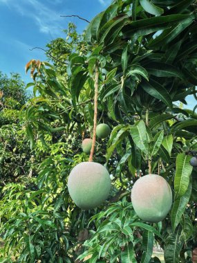 Bahçedeki ağaçta mango ve yeşil yapraklar