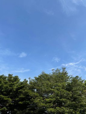 Ormandaki ağaç ve mavi gökyüzü arkaplanı veya dokusu