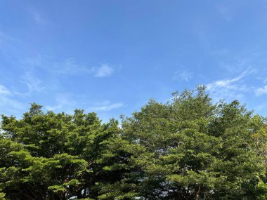 Ormandaki ağaç ve mavi gökyüzü arkaplanı veya dokusu