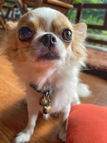 Söt Vit Chihuahua Hund Sällskapsdjur Hemma — Stockfoto