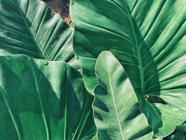 Bello Verde Tropicale Foglie Pianta Sfondo Consistenza — Foto Stock